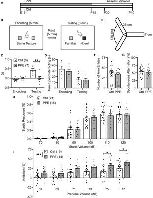 Perinatal Penicillin Exposure Affects Cortical Development and Sensory Processing